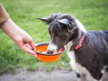 9 Best Dog Travel Bowls in 2026 - Reviews & Top Picks