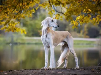 Saluki: Info, Pictures, Facts & Traits