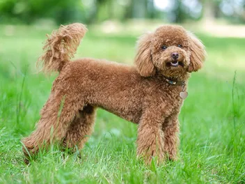 Toy Poodle Dog Breed: Info, Pictures, Traits & Care Guide