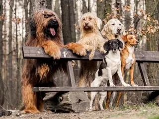 Official State Dogs of the US: 2026 List (With Pictures)