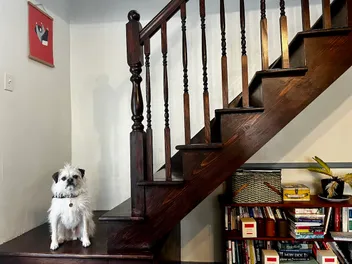 Dogs and the Big Bad Stairs: Gizmo Conquers His Fears
