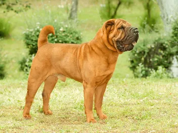 Chinese Shar Pei Dog Breed: Info, Pictures, Care, Traits & More