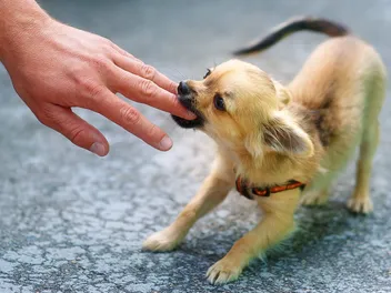 No Silver Linings Here – Jennifer Lawrence Gets Rid Of Her “Dangerous” Dog