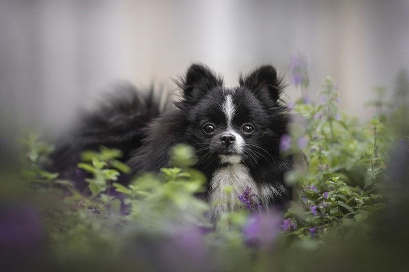 dog sitting on catnip bushes