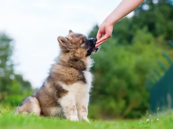 9 Best Treats for Puppies in 2026 - Reviews & Top Picks
