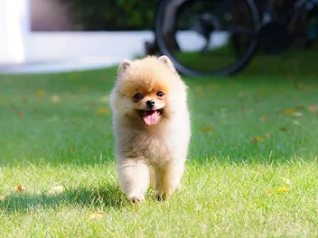 How Big Does a Pomeranian Get? Average Weight & Growth Chart