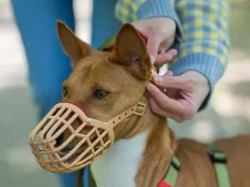 How to Correctly Measure a Dog for a Muzzle: 13 Vet-Verified Tips & FAQs