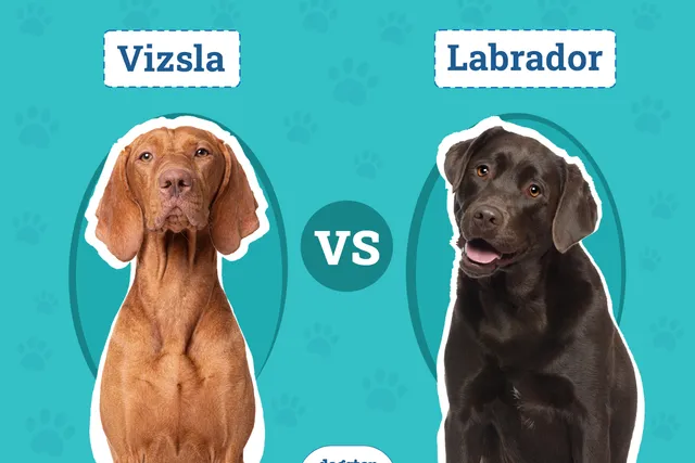 Vizsla vs. Labrador: The Key Differences (With Info & Pictures)