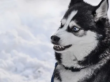Are Huskies Dangerous? Vet-Verified Facts & Data