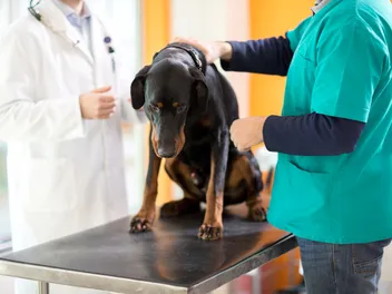How to Help a Dog Pass a Foreign Object: Our Vet Explains What to Do