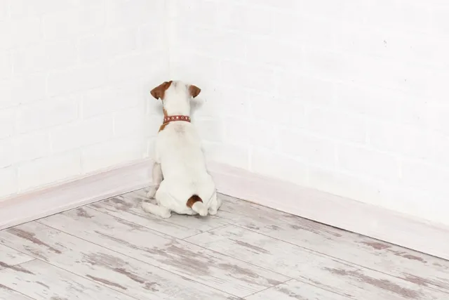 Why Does My Dog Stare at the Wall? 5 Vet-Verified Reasons Explained