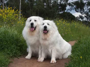 How to Train a Great Pyrenees: 10 Vet-Approved Tips & Tricks