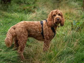Are Cockapoos Smart? Facts & Breed Intelligence Explained
