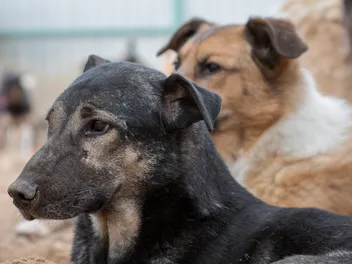 What Is the Dog Meat Trade? Vet-Reviewed Guide & How to Help End it