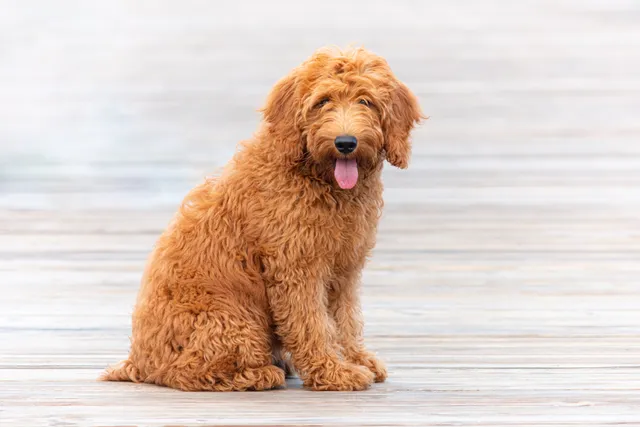 Are Goldendoodles Hypoallergenic? Vet-Verified Facts & Tips to Reduce Allergens