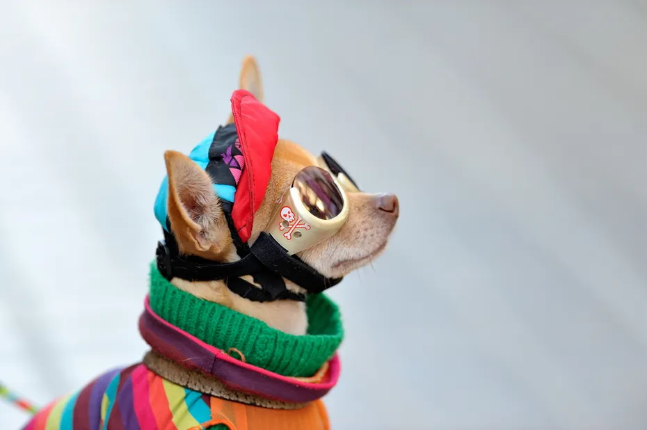 dog eye protection with funny clothes