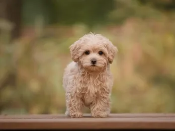 Are Maltipoos Hypoallergenic? Vet-Approved Facts & FAQ