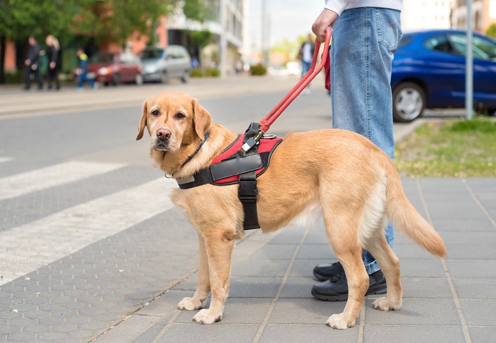 Guide dog is helping a blind man in the city