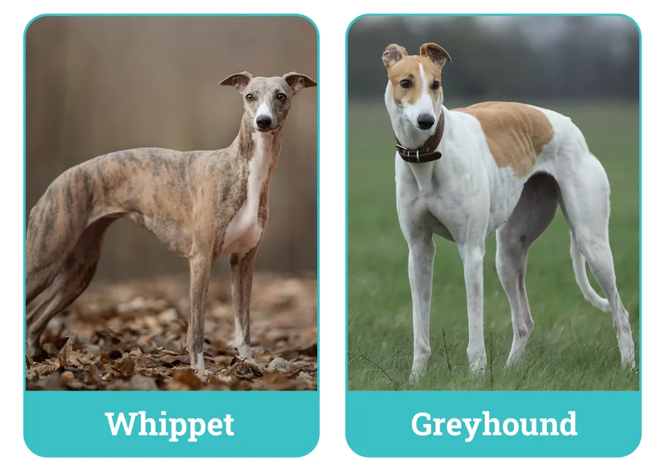 Whippet vs. Greyhound