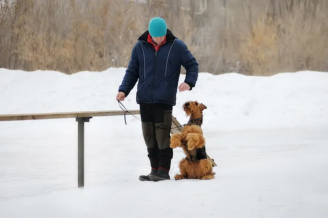 How to Train an Airedale Terrier: 6 Vet-Approved Tips