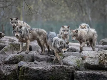 8 Wild Dogs That Are Kept as Pets (With Pictures)