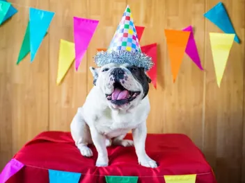 National Dog Party Day 2026: When It Is & How It's Celebrated