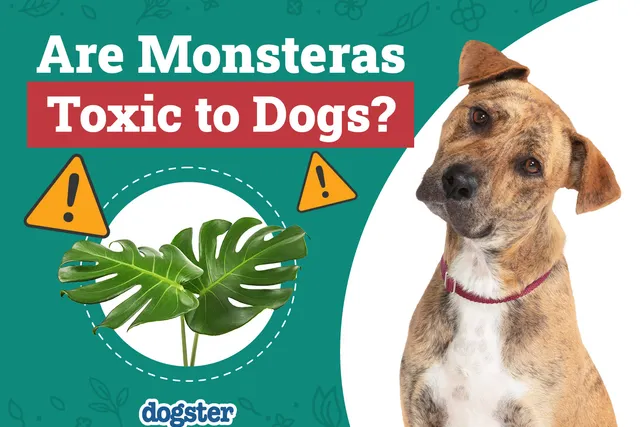Are Monsteras Toxic to Dogs? Vet-Verified Facts, Info & Poison Help