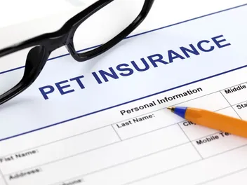 What Does Pet Insurance Cover? How It Works, Facts & FAQ