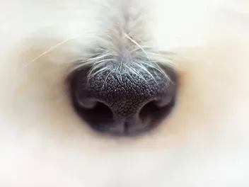 My Dog Is Losing Hair on Their Nose, What's Wrong? (Vet Answer)