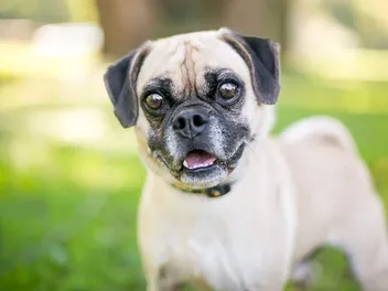 Puggle (Beagle & Pug Mix) Info, Pictures, Facts & Traits