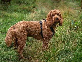 Are Cockapoos Smart? Facts & Breed Intelligence Explained