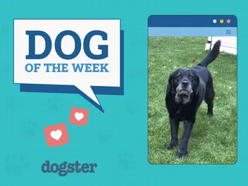 Dogster Photo Contest: Dogs of the Week Winners (Feb 06, 2025)