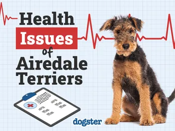 8 Airedale Terrier Health Issues: Our Vet Explains the Signs & Care Tips