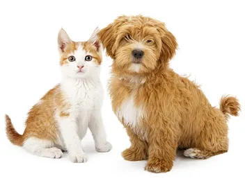 Will a Havanese Be Good With My Cat? Tips & FAQ