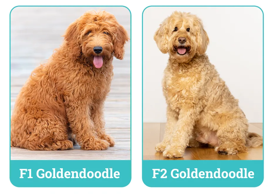 F1 vs. F2 Goldendoodle