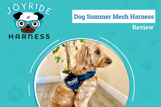 Joyride Summer Mesh Harness Review 2026: Walk Your Dog with Comfort & Control