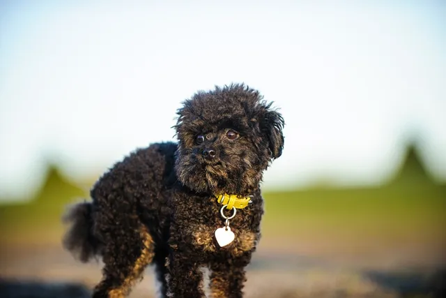 10 Great Off-Leash Dog Parks in Los Angeles, CA You Can Visit Today