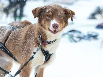 When Is It Too Cold to Walk Your Dog? Our Vet Explains