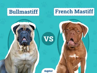 Bullmastiff vs French Mastiff: Visual Differences & Overview (With Pictures)