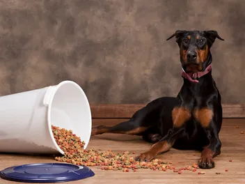 11 Best Dog Foods for Dobermans in 2026 - Reviews & Top Picks