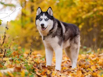 How Long Do Huskies Live? Average Lifespan, Data & Care Guide