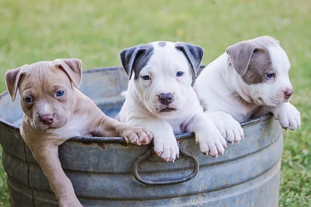 Breeding Rights for Dogs: What They Are, Paperwork & Warnings