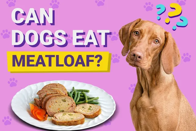 Can Dogs Eat Meatloaf? Vet-Verified Facts & Healthy Diet Tips