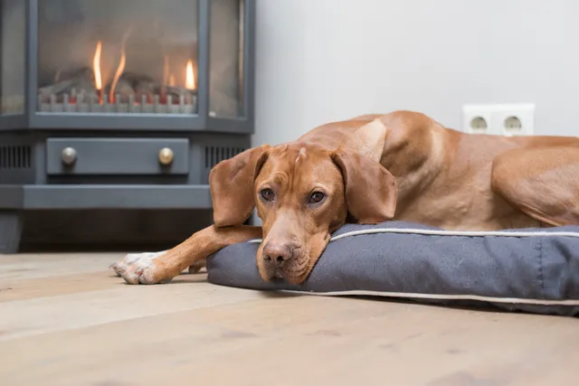 Is Your Dog's Nighttime Waking Normal? What Vets Want You to Know