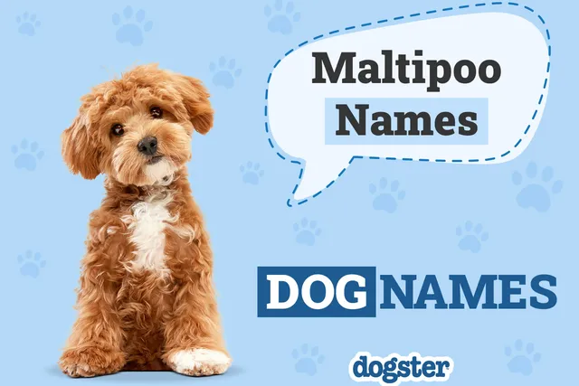 160 Awesome Maltipoo Names: Fun & Cute Options for Your Dog