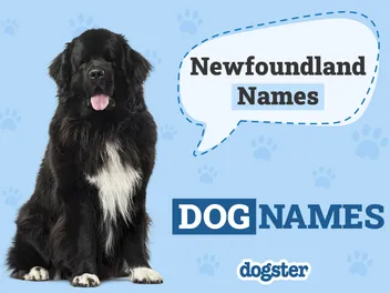 250+ Popular & Unique Newfoundland Names