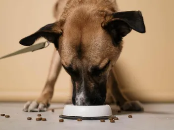 10 Best Dog Foods on Chewy in 2026 - Reviews & Top Picks
