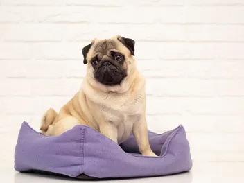 Fawn Pug: Info, Pictures, History & Origin