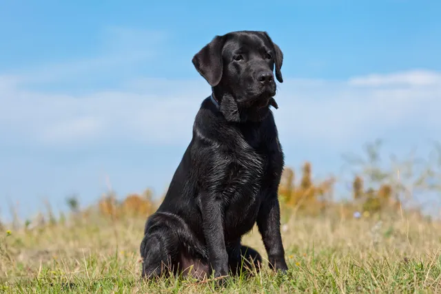 Black Labrador Retriever Dog Breed: Info, Pictures, Origin & History