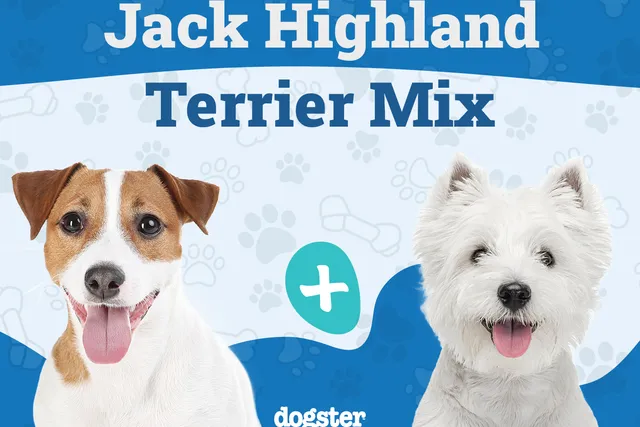 Jack Highland Terrier Mixed Dog Breed: Info, Pictures, Care & Traits
